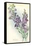 Wild Larkspur-null-Framed Stretched Canvas