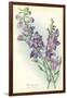 Wild Larkspur-null-Framed Art Print