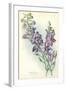 Wild Larkspur-null-Framed Art Print