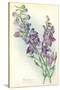 Wild Larkspur-null-Stretched Canvas