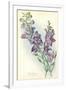 Wild Larkspur-null-Framed Art Print