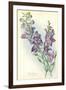 Wild Larkspur-null-Framed Art Print