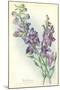 Wild Larkspur-null-Mounted Art Print