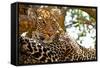 Wild Leopard Lying in Wait atop a Tree in Masai Mara, Kenya, Africa-Travel Stock-Framed Stretched Canvas