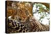 Wild Leopard Lying in Wait atop a Tree in Masai Mara, Kenya, Africa-Travel Stock-Stretched Canvas