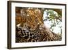 Wild Leopard Lying in Wait atop a Tree in Masai Mara, Kenya, Africa-Travel Stock-Framed Photographic Print