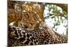 Wild Leopard Lying in Wait atop a Tree in Masai Mara, Kenya, Africa-Travel Stock-Mounted Photographic Print