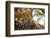 Wild Leopard Lying in Wait atop a Tree in Masai Mara, Kenya, Africa-Travel Stock-Framed Photographic Print