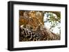 Wild Leopard Lying in Wait atop a Tree in Masai Mara, Kenya, Africa-Travel Stock-Framed Photographic Print