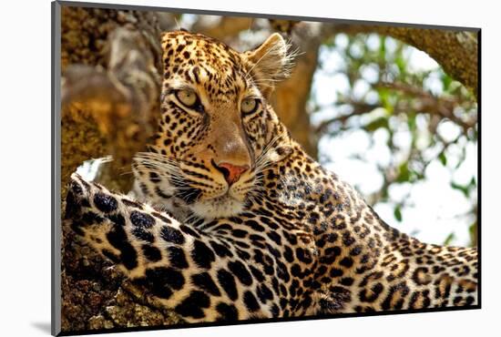 Wild Leopard Lying in Wait atop a Tree in Masai Mara, Kenya, Africa-Travel Stock-Mounted Photographic Print