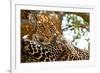 Wild Leopard Lying in Wait atop a Tree in Masai Mara, Kenya, Africa-Travel Stock-Framed Photographic Print