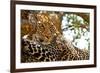 Wild Leopard Lying in Wait atop a Tree in Masai Mara, Kenya, Africa-Travel Stock-Framed Photographic Print