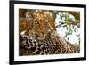 Wild Leopard Lying in Wait atop a Tree in Masai Mara, Kenya, Africa-Travel Stock-Framed Photographic Print