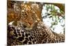 Wild Leopard Lying in Wait atop a Tree in Masai Mara, Kenya, Africa-Travel Stock-Mounted Photographic Print