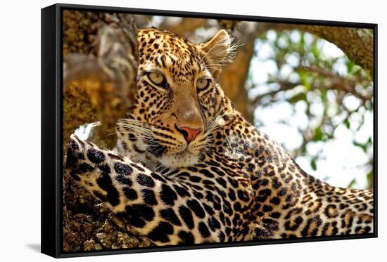 Wild Leopard Lying in Wait atop a Tree in Masai Mara, Kenya, Africa-Travel Stock-Framed Stretched Canvas