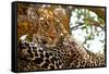 Wild Leopard Lying in Wait atop a Tree in Masai Mara, Kenya, Africa-Travel Stock-Framed Stretched Canvas