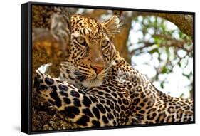 Wild Leopard Lying in Wait atop a Tree in Masai Mara, Kenya, Africa-Travel Stock-Framed Stretched Canvas