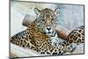 Wild Leopard-sasilsolutions-Mounted Photographic Print