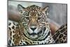 Wild Leopard-sasilsolutions-Mounted Photographic Print