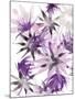 Wild Lilac-Sarah Von Dreele-Mounted Giclee Print