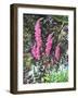 Wild Loosestrife-Christopher Ryland-Framed Giclee Print