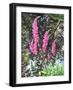 Wild Loosestrife-Christopher Ryland-Framed Giclee Print