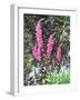 Wild Loosestrife-Christopher Ryland-Framed Giclee Print