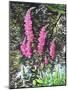 Wild Loosestrife-Christopher Ryland-Mounted Giclee Print