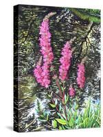 Wild Loosestrife-Christopher Ryland-Stretched Canvas