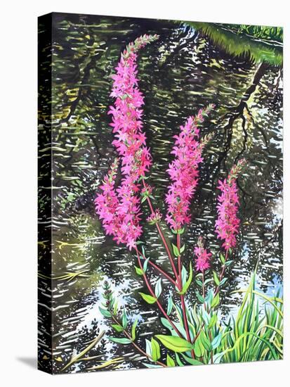 Wild Loosestrife-Christopher Ryland-Stretched Canvas