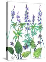 Wild Lupine-Beverly Dyer-Stretched Canvas
