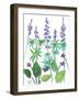 Wild Lupine-Beverly Dyer-Framed Art Print