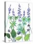 Wild Lupine-Beverly Dyer-Stretched Canvas