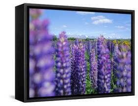 Wild Lupins in the Mt. Cook National Park, Canterbury, South Island, New Zealand-Neale Clarke-Framed Stretched Canvas