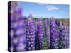 Wild Lupins in the Mt. Cook National Park, Canterbury, South Island, New Zealand-Neale Clarke-Stretched Canvas