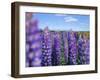 Wild Lupins in the Mt. Cook National Park, Canterbury, South Island, New Zealand-Neale Clarke-Framed Photographic Print