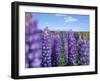 Wild Lupins in the Mt. Cook National Park, Canterbury, South Island, New Zealand-Neale Clarke-Framed Photographic Print