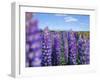 Wild Lupins in the Mt. Cook National Park, Canterbury, South Island, New Zealand-Neale Clarke-Framed Photographic Print