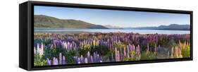 Wild Lupins, Lake Tekapo, Mackenzie Country, Canterbury, South Island, New Zealand-Doug Pearson-Framed Stretched Canvas