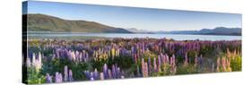 Wild Lupins, Lake Tekapo, Mackenzie Country, Canterbury, South Island, New Zealand-Doug Pearson-Stretched Canvas