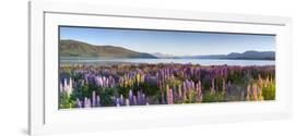 Wild Lupins, Lake Tekapo, Mackenzie Country, Canterbury, South Island, New Zealand-Doug Pearson-Framed Photographic Print