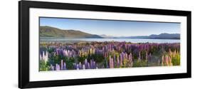 Wild Lupins, Lake Tekapo, Mackenzie Country, Canterbury, South Island, New Zealand-Doug Pearson-Framed Photographic Print