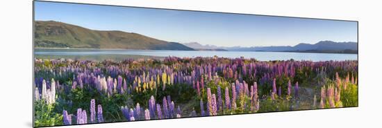 Wild Lupins, Lake Tekapo, Mackenzie Country, Canterbury, South Island, New Zealand-Doug Pearson-Mounted Photographic Print