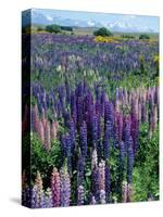 Wild Lupins, Mt. Cook National Park, New Zealand-Neale Clarke-Stretched Canvas