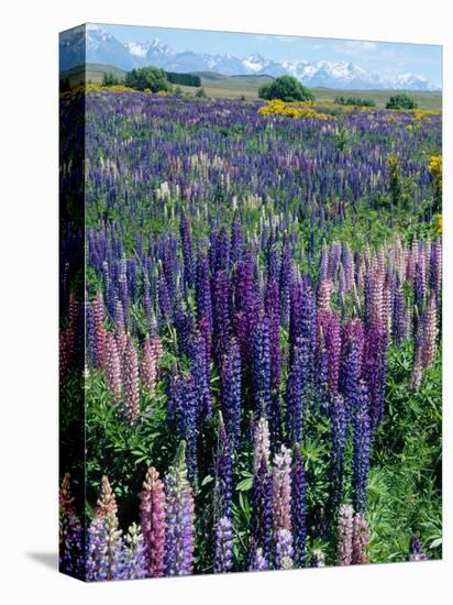 Wild Lupins, Mt. Cook National Park, New Zealand-Neale Clarke-Stretched Canvas
