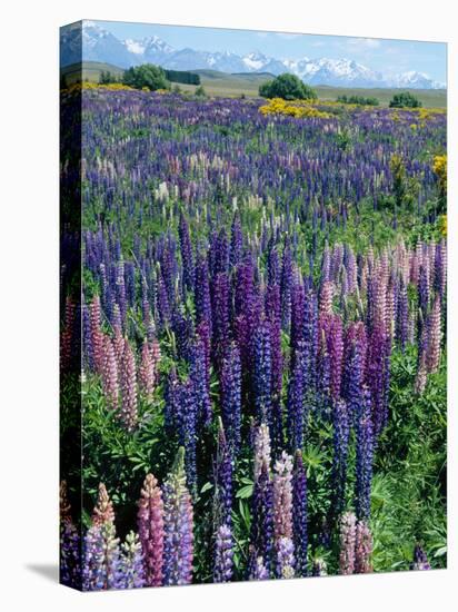 Wild Lupins, Mt. Cook National Park, New Zealand-Neale Clarke-Stretched Canvas