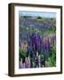 Wild Lupins, Mt. Cook National Park, New Zealand-Neale Clarke-Framed Photographic Print