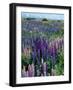 Wild Lupins, Mt. Cook National Park, New Zealand-Neale Clarke-Framed Photographic Print