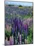 Wild Lupins, Mt. Cook National Park, New Zealand-Neale Clarke-Mounted Photographic Print