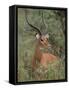 Wild Male Impala, Tanzania-Dee Ann Pederson-Framed Stretched Canvas